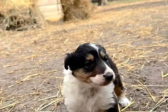 Owczarek szkocki collie, Wielkopolskie, Zakrzewo