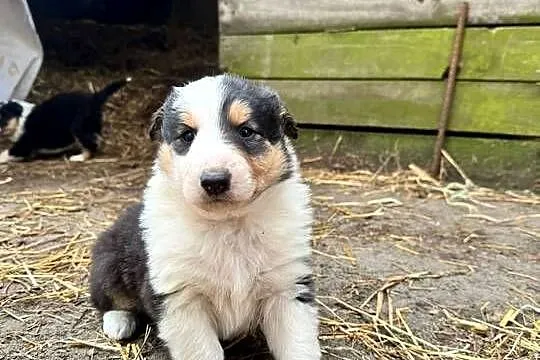 Owczarek szkocki collie, Wielkopolskie, Zakrzewo