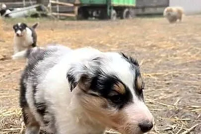 Owczarek szkocki collie, Wielkopolskie, Zakrzewo