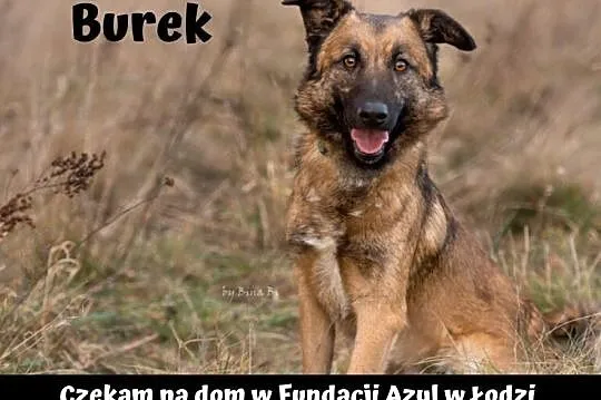 [Do adopcji]: Bury - prawdziwy psi książę!, Łódź, Łódzkie, Łódź
