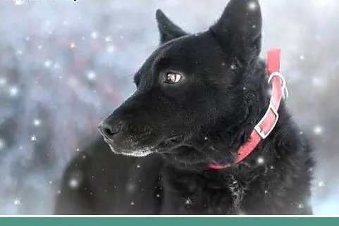 18 kg, 2 lata,gładkowłosy, przyjazny,towarzyski piesek BARON.Adopcja.,  dolnośląskie Wrocław