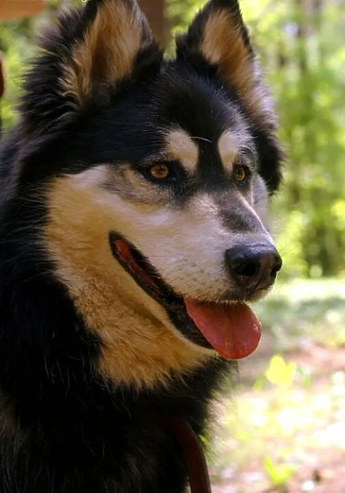 Zefir - wspaniały psiak w typie husky szuka domu,