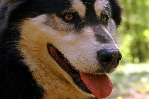 Zefir - wspaniały psiak w typie husky szuka domu, 