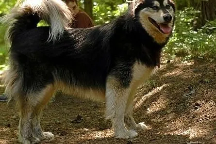 Zefir - wspaniały psiak w typie husky szuka domu, 