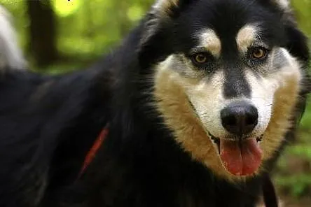 Zefir - wspaniały psiak w typie husky szuka domu, 