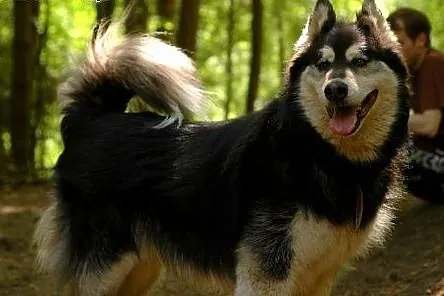 Zefir - wspaniały psiak w typie husky szuka domu, 