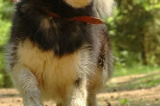 Zefir - wspaniały psiak w typie husky szuka domu, 