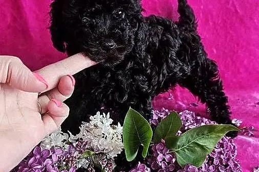 Pudel Toy czarna sunia malutkich rozmiarów PASZPORT!, Łódzkie, Zduńska Wola