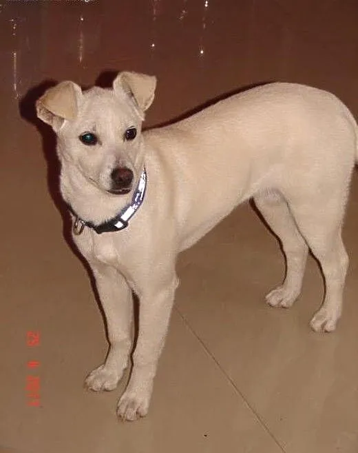 Tosia , pięciomiesięczna sunia w typie labradora,