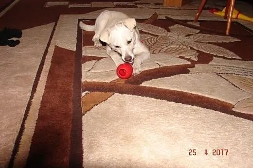 Tosia , pięciomiesięczna sunia w typie labradora, 