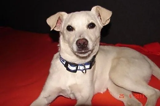 Tosia , pięciomiesięczna sunia w typie labradora, 