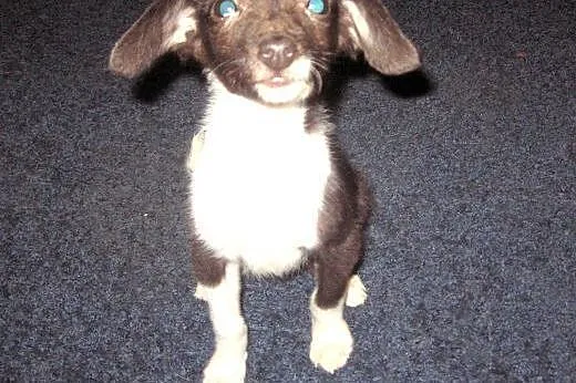 Pinczerkowata,malenka,3 miesieczna,adopcja!!,  świętokrzyskie Kielce