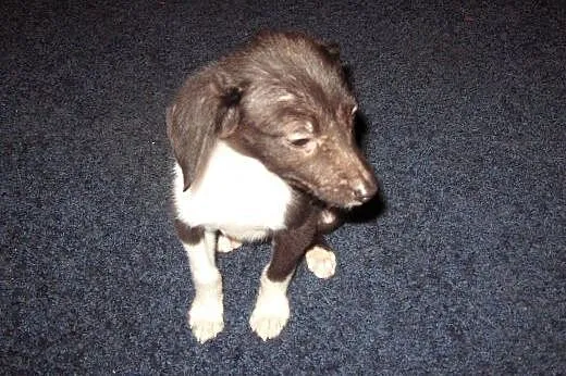 Pinczerkowata,malenka,3 miesieczna,adopcja!!,  świ