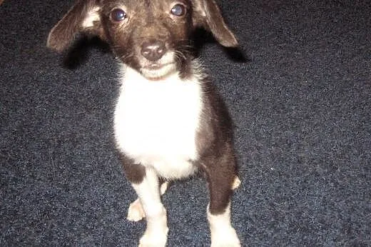 Pinczerkowata,malenka,3 miesieczna,adopcja!!,  świ