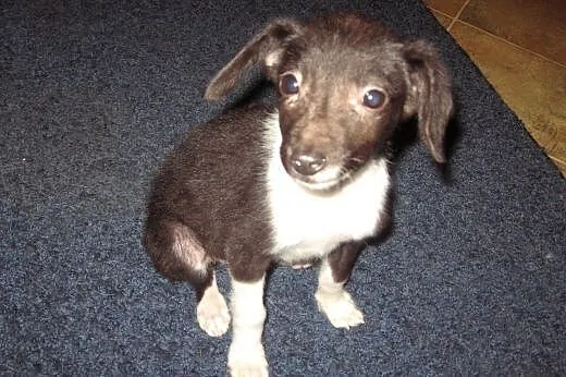 Pinczerkowata,malenka,3 miesieczna,adopcja!!,  świ