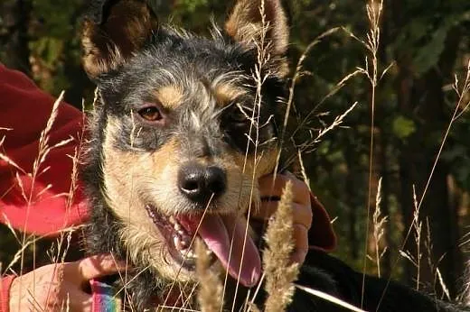 Adoptuj Foksa - uroczego szorściaka!,  mazowieckie