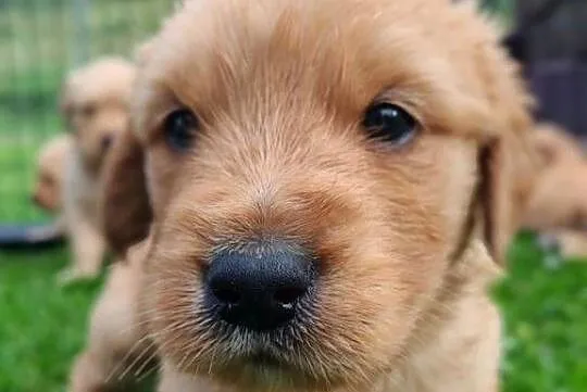 Golden Retriever zloty/ rudy ZKPL/ DNA-genetyka