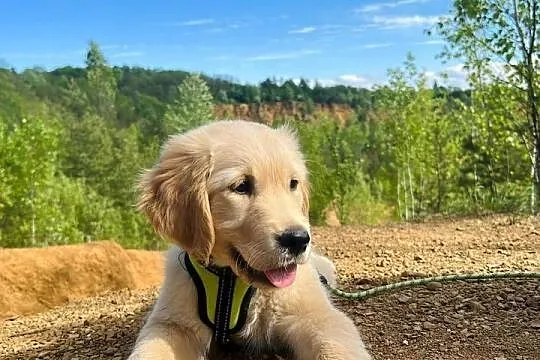 Golden Retriever zloty/ rudy ZKPL/ DNA-genetyka, Małopolskie, Szczawa