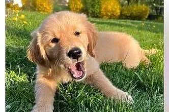 Golden Retriever zloty/ rudy ZKPL/ DNA-genetyka, Małopolskie, Szczawa