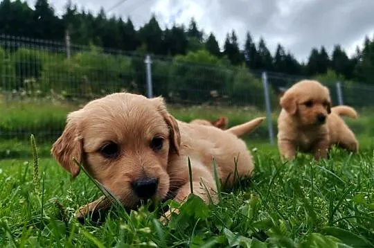 Golden Retriever zloty/ rudy ZKPL/ DNA-genetyka, Małopolskie, Szczawa