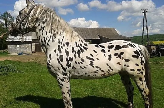 Sprzedam ogiera tarantowatego