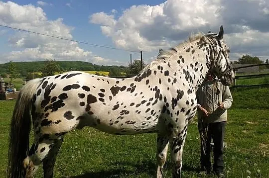 Sprzedam ogiera tarantowatego