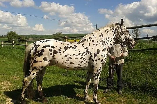 Sprzedam ogiera tarantowatego