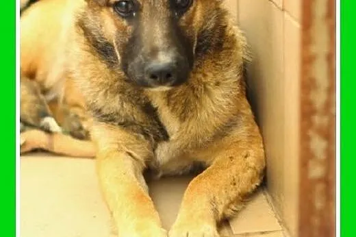 11 kg,średnia,delikatna,spokojna,łagodna suczka RUDZIANKA.Adopcja,  dolnośląskie Wrocław