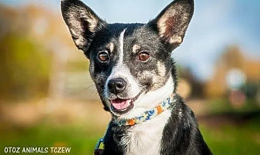 OTOZ Animals - Nana - cudowna, nieduża przylepa po