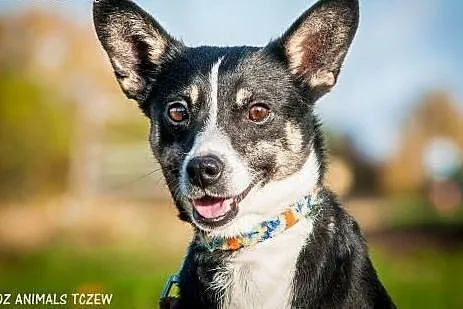 OTOZ Animals - Nana - cudowna, nieduża przylepa po