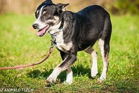 OTOZ Animals - Nana - cudowna, nieduża przylepa po