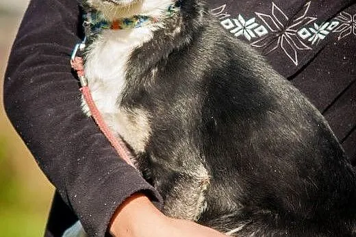 OTOZ Animals - Nana - cudowna, nieduża przylepa po