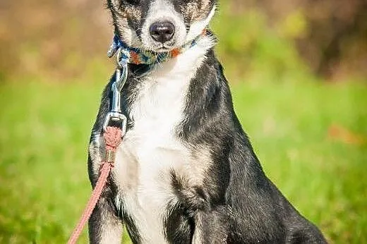 OTOZ Animals - Nana - cudowna, nieduża przylepa po