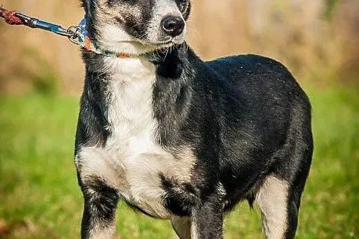 OTOZ Animals - Nana - cudowna, nieduża przylepa po