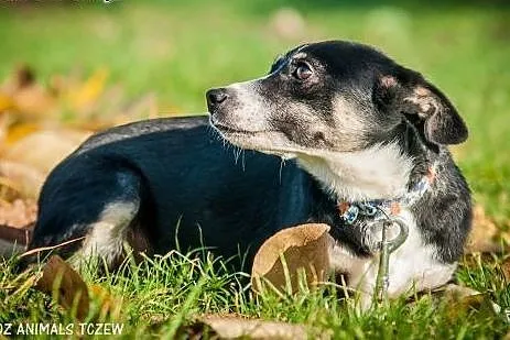 OTOZ Animals - Nana - cudowna, nieduża przylepa po