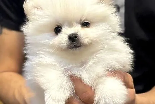 Szpic miniaturowy pomeranian, Mazowieckie, Płońsk