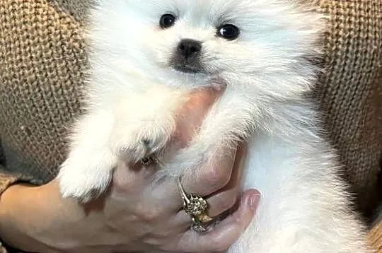 Szpic miniaturowy pomeranian, Mazowieckie, Płońsk