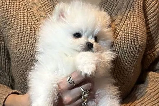 Szpic miniaturowy pomeranian, Mazowieckie, Płońsk
