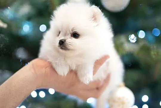 Szpic miniaturowy pomeranian, Mazowieckie, Płońsk