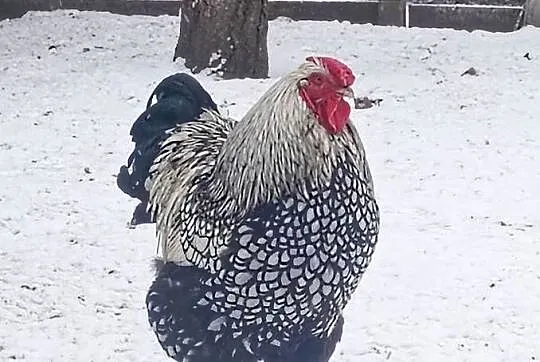 Kogut wyandotte, Śląskie, Niewiesze