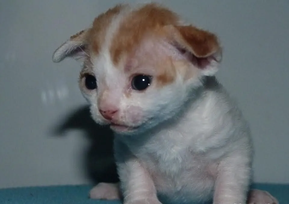Czerwony chłopiec Devon Rex Arlekin