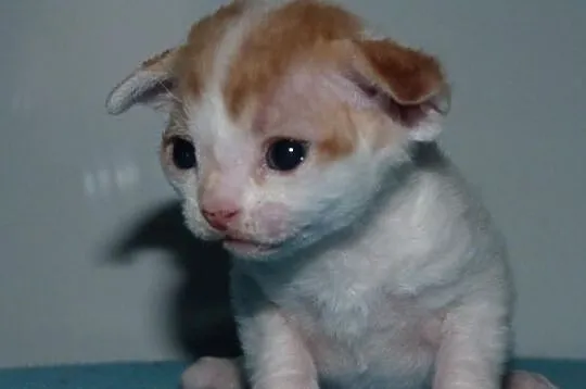 Czerwony chłopiec Devon Rex Arlekin