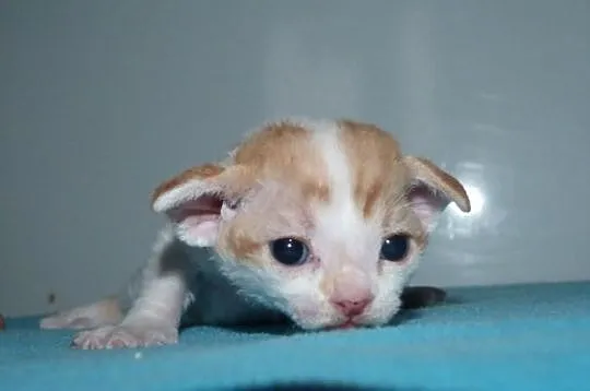 Czerwony chłopiec Devon Rex Arlekin