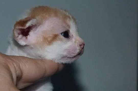 Czerwony chłopiec Devon Rex Arlekin