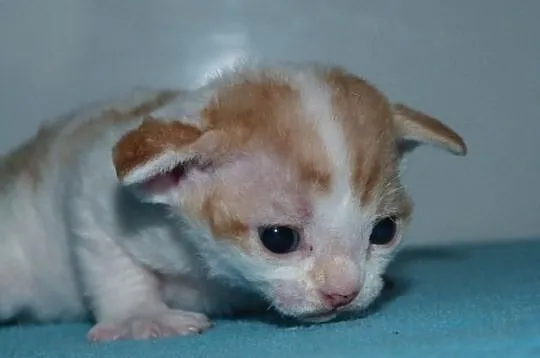 Czerwony chłopiec Devon Rex Arlekin