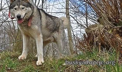 WITO- wesoły i łagodny pies husky do adopcji, mał