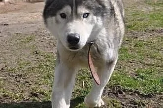 WITO- wesoły i łagodny pies husky do adopcji,  mał