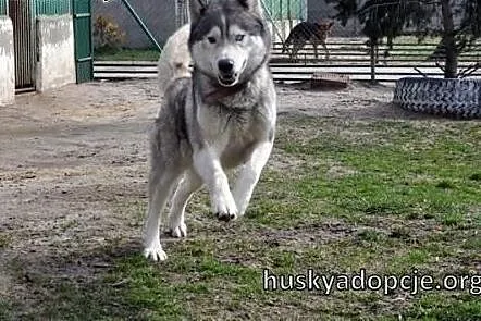 WITO- wesoły i łagodny pies husky do adopcji,  mał