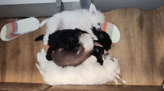 Grzywacz chiński piękny czarny jak węgiel mini piesek, mały jelonek, , Kraków