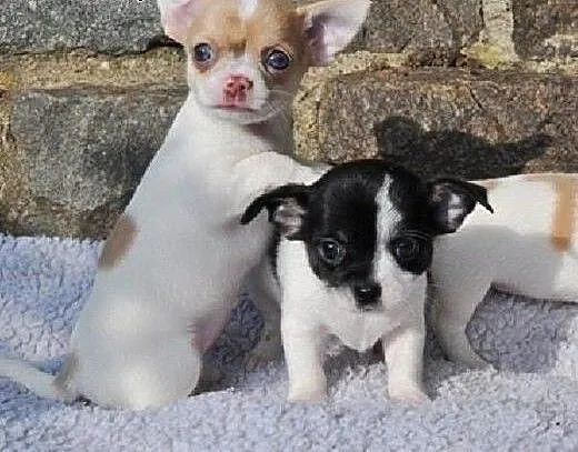 Chihuahua szczenięta.., łódzkie Brzeziny
